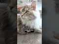 YouTube Shorts Maine Coon Video Thumbnail