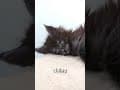 YouTube Shorts Maine Coon Video Thumbnail