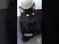 YouTube Shorts Maine Coon Video Thumbnail