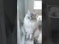 YouTube Shorts Maine Coon Video Thumbnail