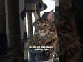 YouTube Shorts Maine Coon Video Thumbnail