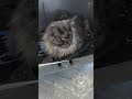 YouTube Shorts Maine Coon Video Thumbnail