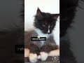 YouTube Shorts Maine Coon Video Thumbnail