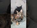 YouTube Shorts Maine Coon Video Thumbnail