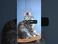 YouTube Shorts Maine Coon Video Thumbnail