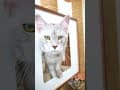 YouTube Shorts Maine Coon Video Thumbnail