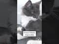 YouTube Shorts Maine Coon Video Thumbnail