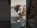 YouTube Shorts Maine Coon Video Thumbnail