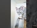 YouTube Shorts Maine Coon Video Thumbnail