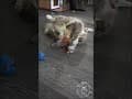 YouTube Shorts Maine Coon Video Thumbnail