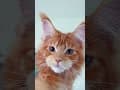 YouTube Shorts Maine Coon Video Thumbnail