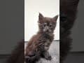 YouTube Shorts Maine Coon Video Thumbnail