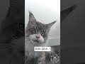 YouTube Shorts Maine Coon Video Thumbnail