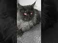 YouTube Shorts Maine Coon Video Thumbnail