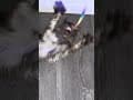 YouTube Shorts Maine Coon Video Thumbnail