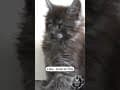 YouTube Shorts Maine Coon Video Thumbnail