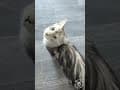 YouTube Shorts Maine Coon Video Thumbnail