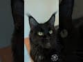 YouTube Shorts Maine Coon Video Thumbnail