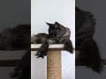 YouTube Shorts Maine Coon Video Thumbnail