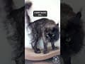 YouTube Shorts Maine Coon Video Thumbnail