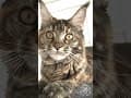 YouTube Shorts Maine Coon Video Thumbnail