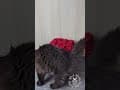 YouTube Shorts Maine Coon Video Thumbnail