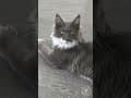 YouTube Shorts Maine Coon Video Thumbnail