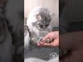 YouTube Shorts Maine Coon Video Thumbnail