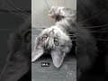 YouTube Shorts Maine Coon Video Thumbnail