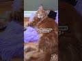 YouTube Shorts Maine Coon Video Thumbnail