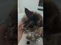 YouTube Shorts Maine Coon Video Thumbnail