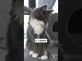 YouTube Shorts Maine Coon Video Thumbnail