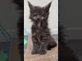 YouTube Shorts Maine Coon Video Thumbnail