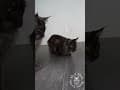 YouTube Shorts Maine Coon Video Thumbnail