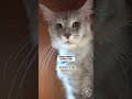 YouTube Shorts Maine Coon Video Thumbnail