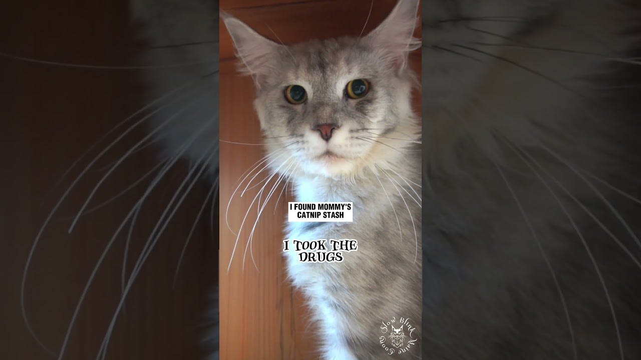 YouTube Shorts Maine Coon Video Thumbnail