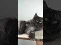 YouTube Shorts Maine Coon Video Thumbnail