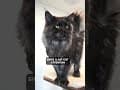 YouTube Shorts Maine Coon Video Thumbnail