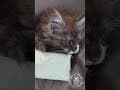 YouTube Shorts Maine Coon Video Thumbnail