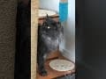 YouTube Shorts Maine Coon Video Thumbnail