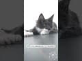 YouTube Shorts Maine Coon Video Thumbnail