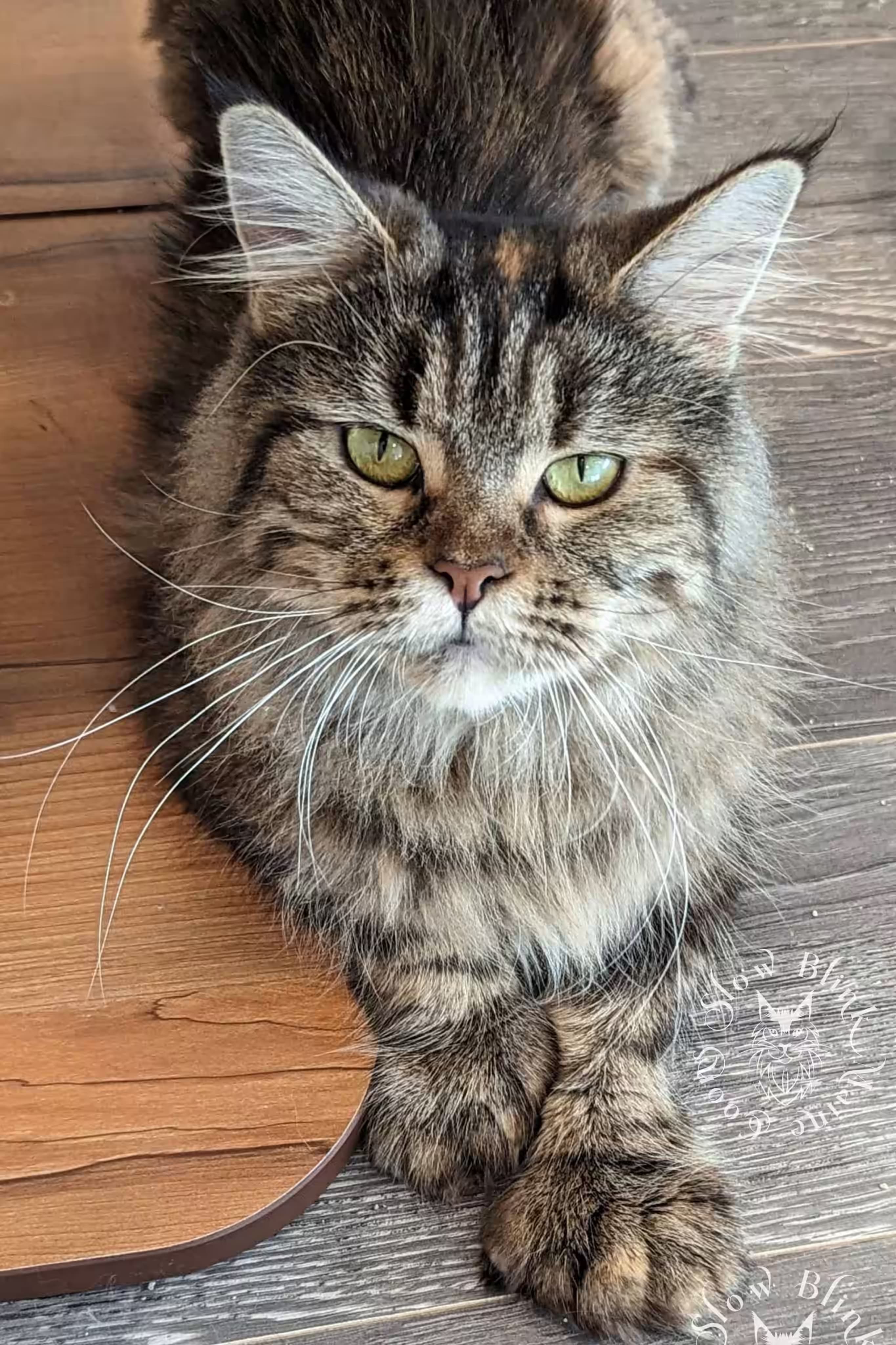 queen bee | black silver tabby | poly on a tree