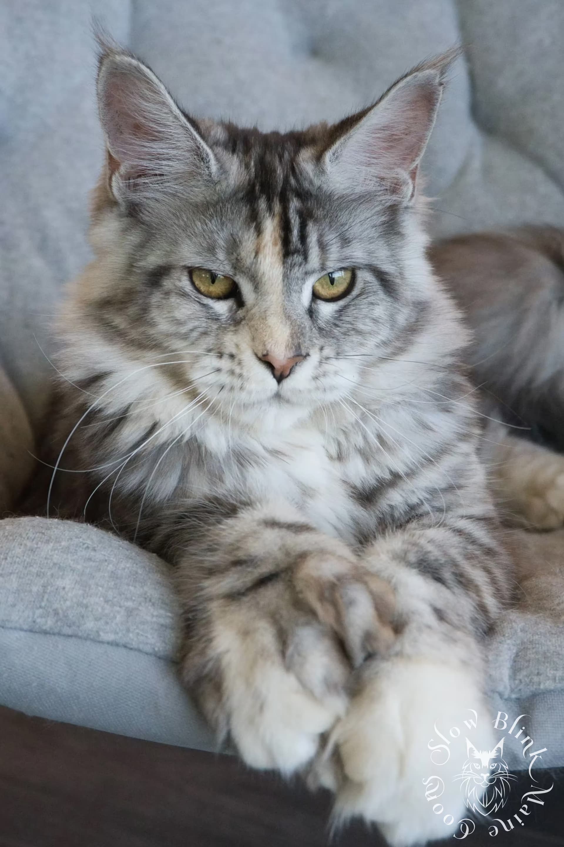 queen-aphrodite-of-slow-blink-maine-coons--ems-code-pol-fs-25--maine-coon-female-adult-cat-3