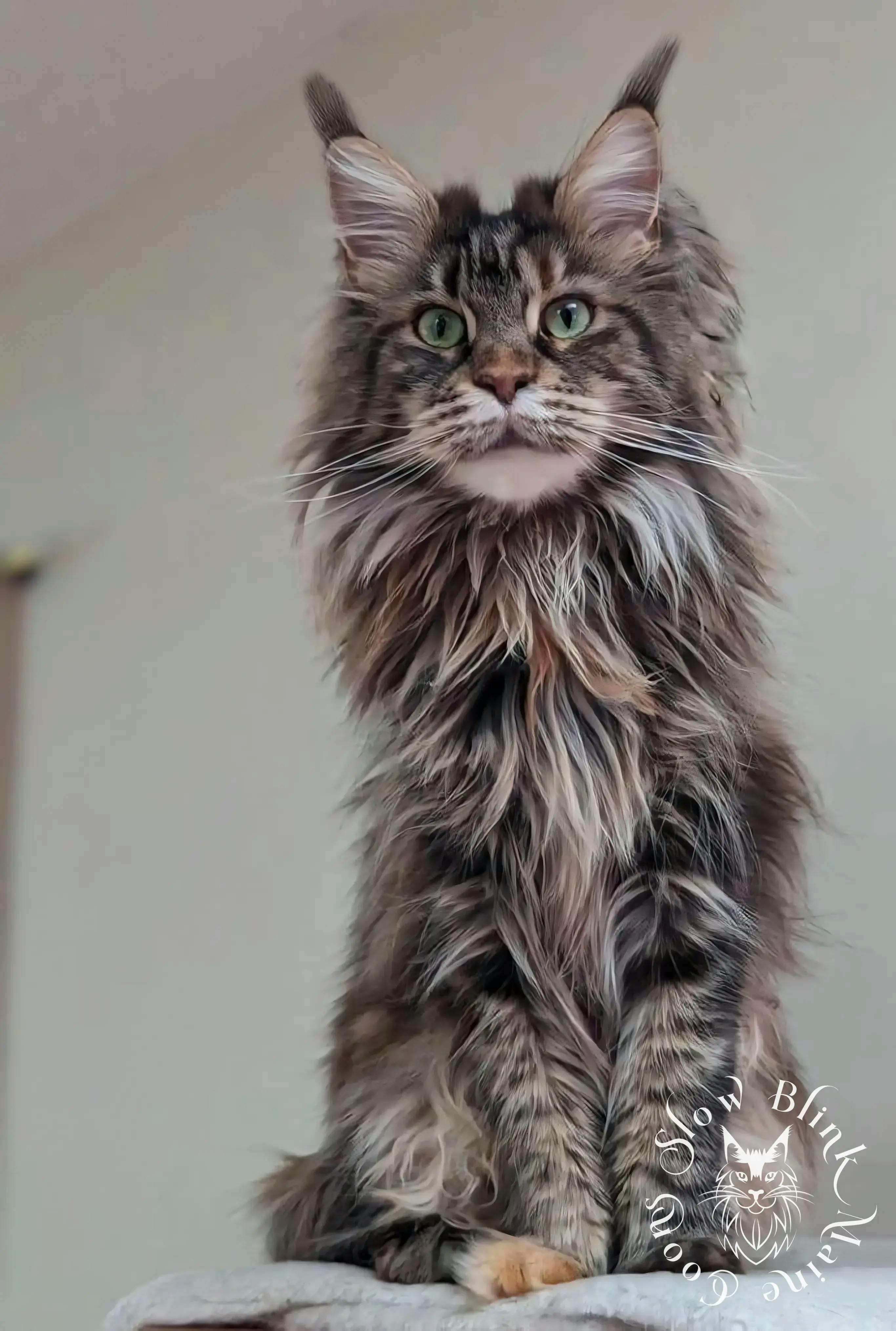 Black Torbie (Tortoiseshell Tabby) Maine Coon > Maine Coon Cat picture for Iris