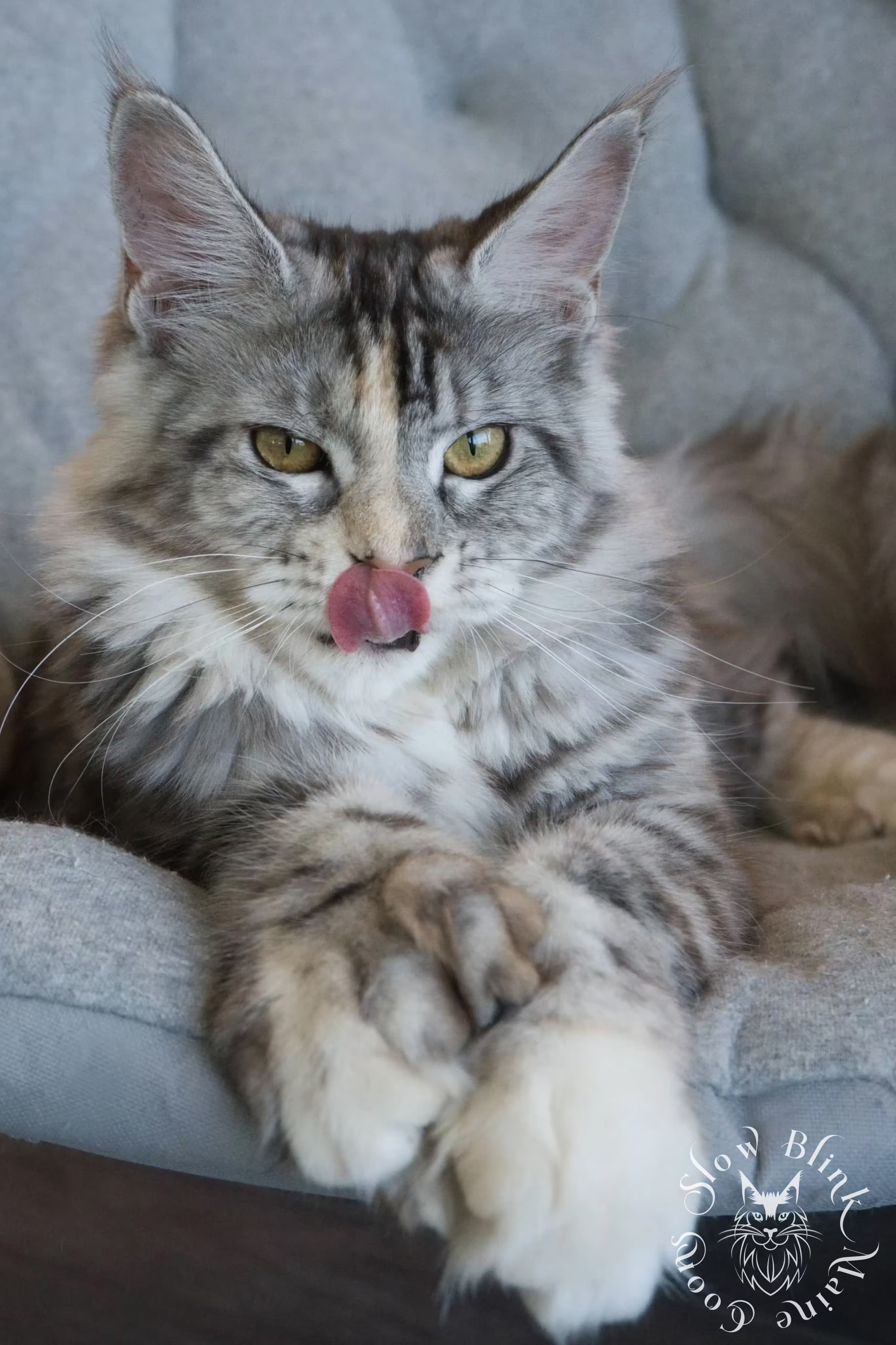 queen aphrodite of slow blink maine coons | ems code mco fs 25 | maine coon female cat 2.jpeg