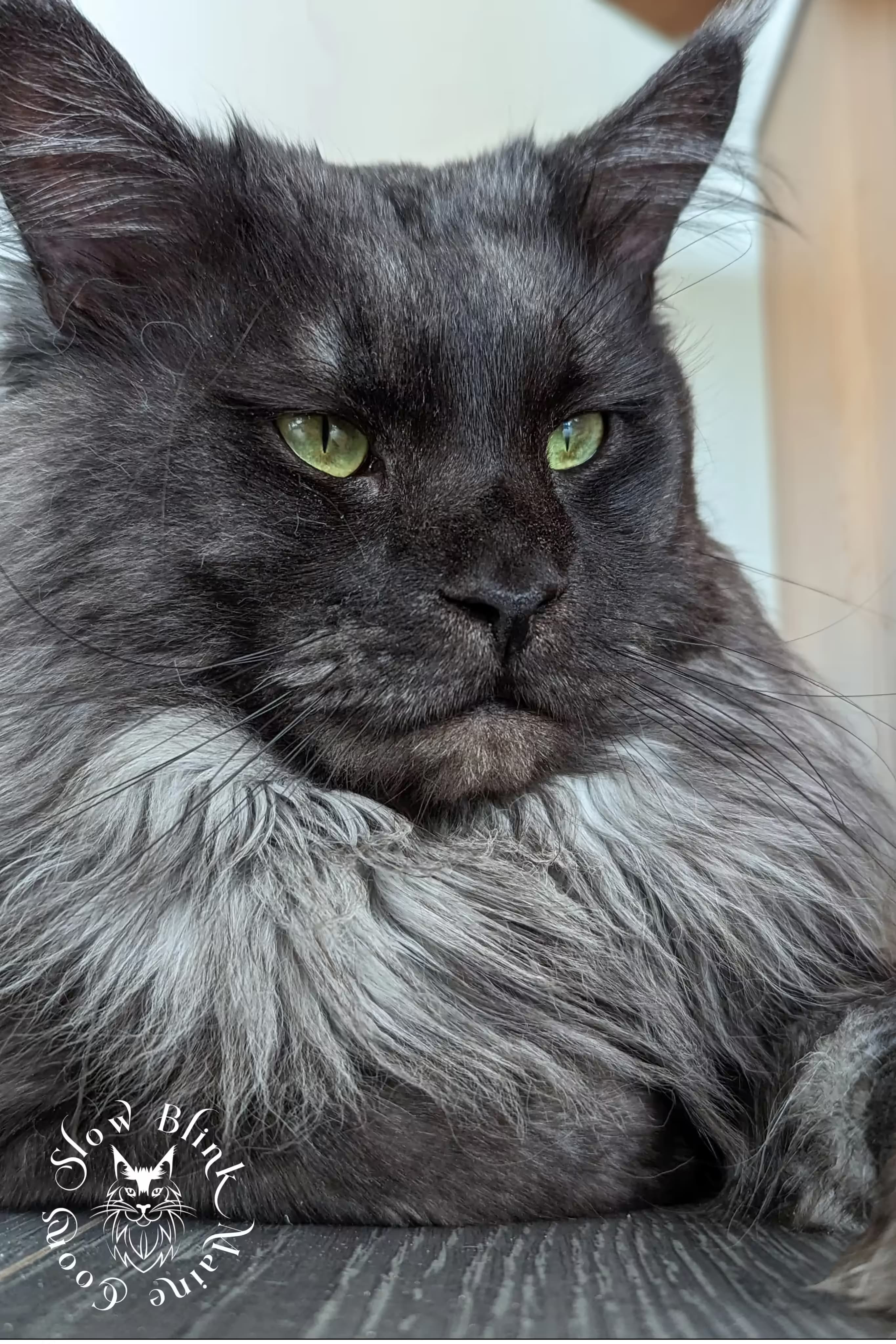 Black Smoke Polydactyl Breeding King Male Maine Coon Cat | Face shot focusing on his mane and green eyes