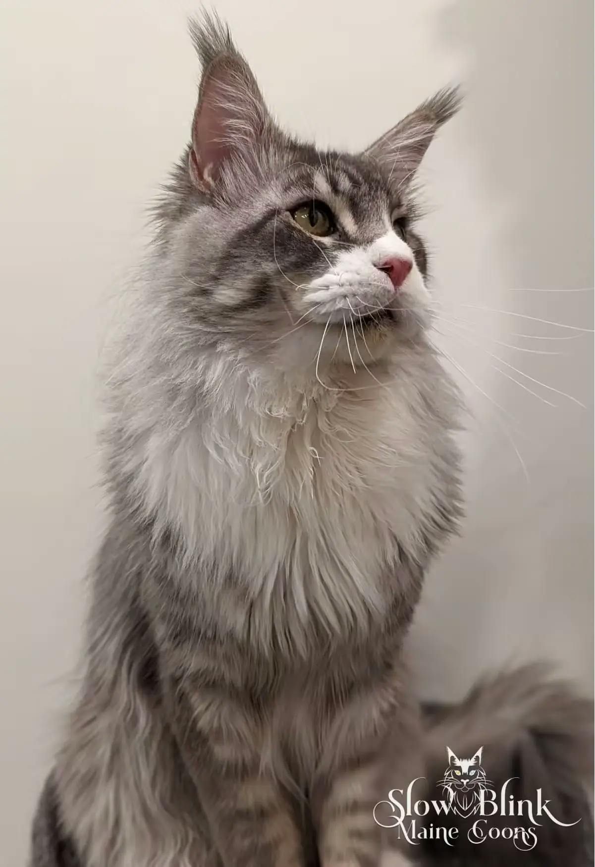 Silver Tabby Maine Coon Cat (Adult) Male