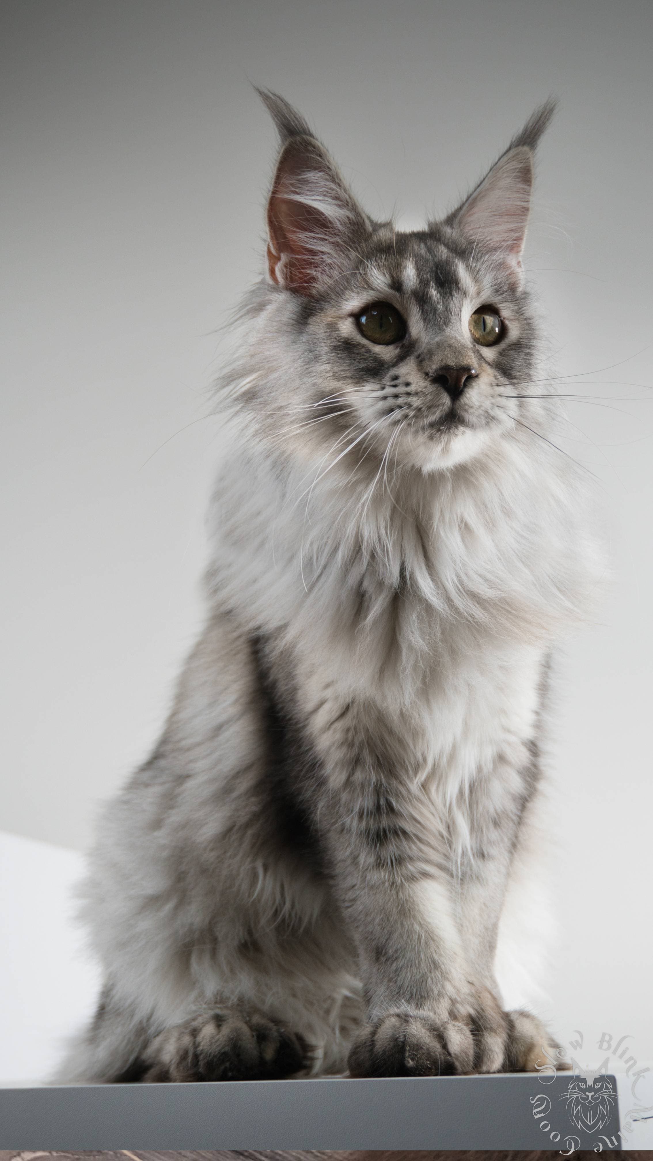 Venus - Female Poly Silver Shaded Tri Colored Tortie (fs 25) MP Maine ...