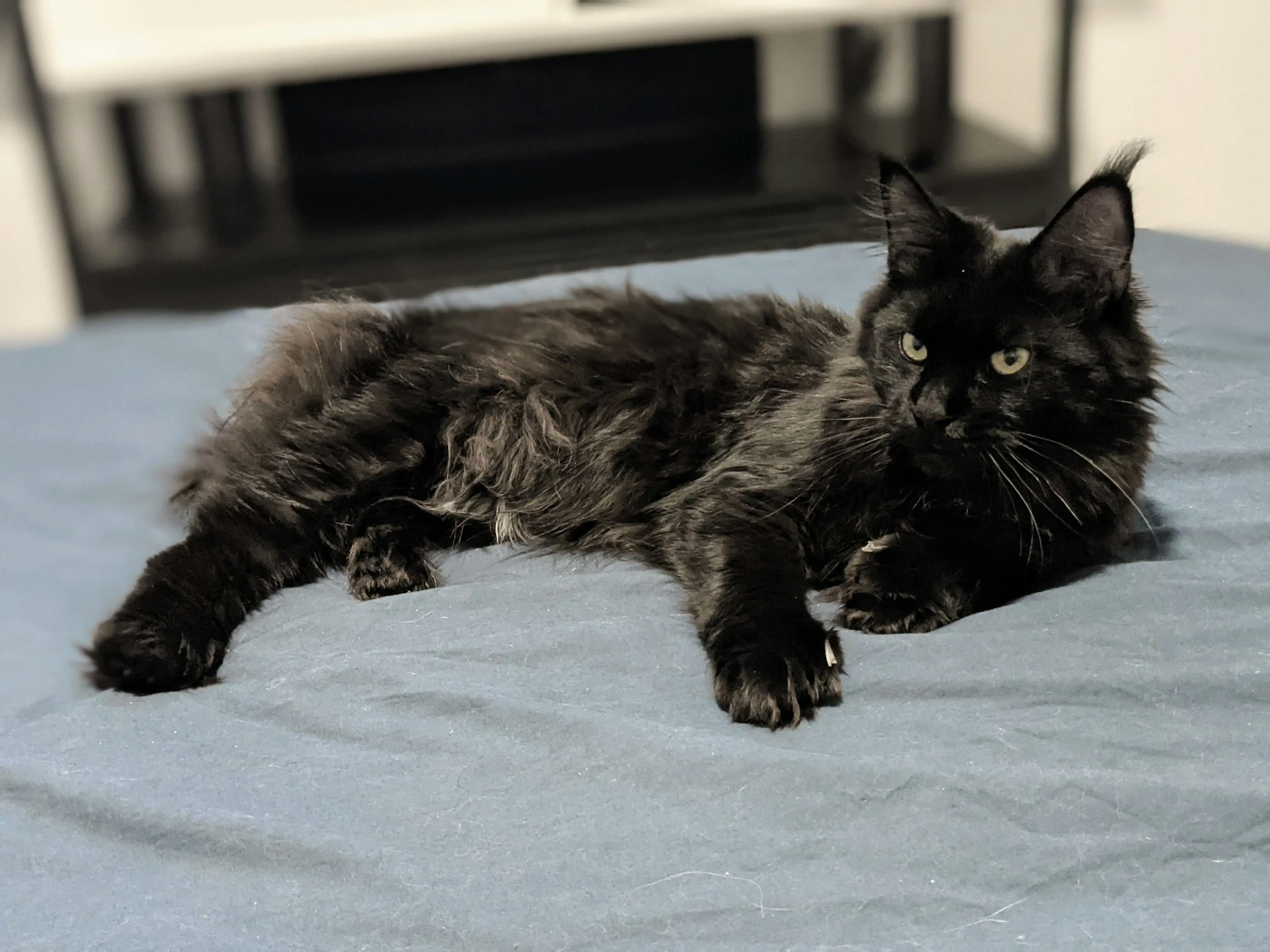 Black Maine Coon Cat Polydactyl