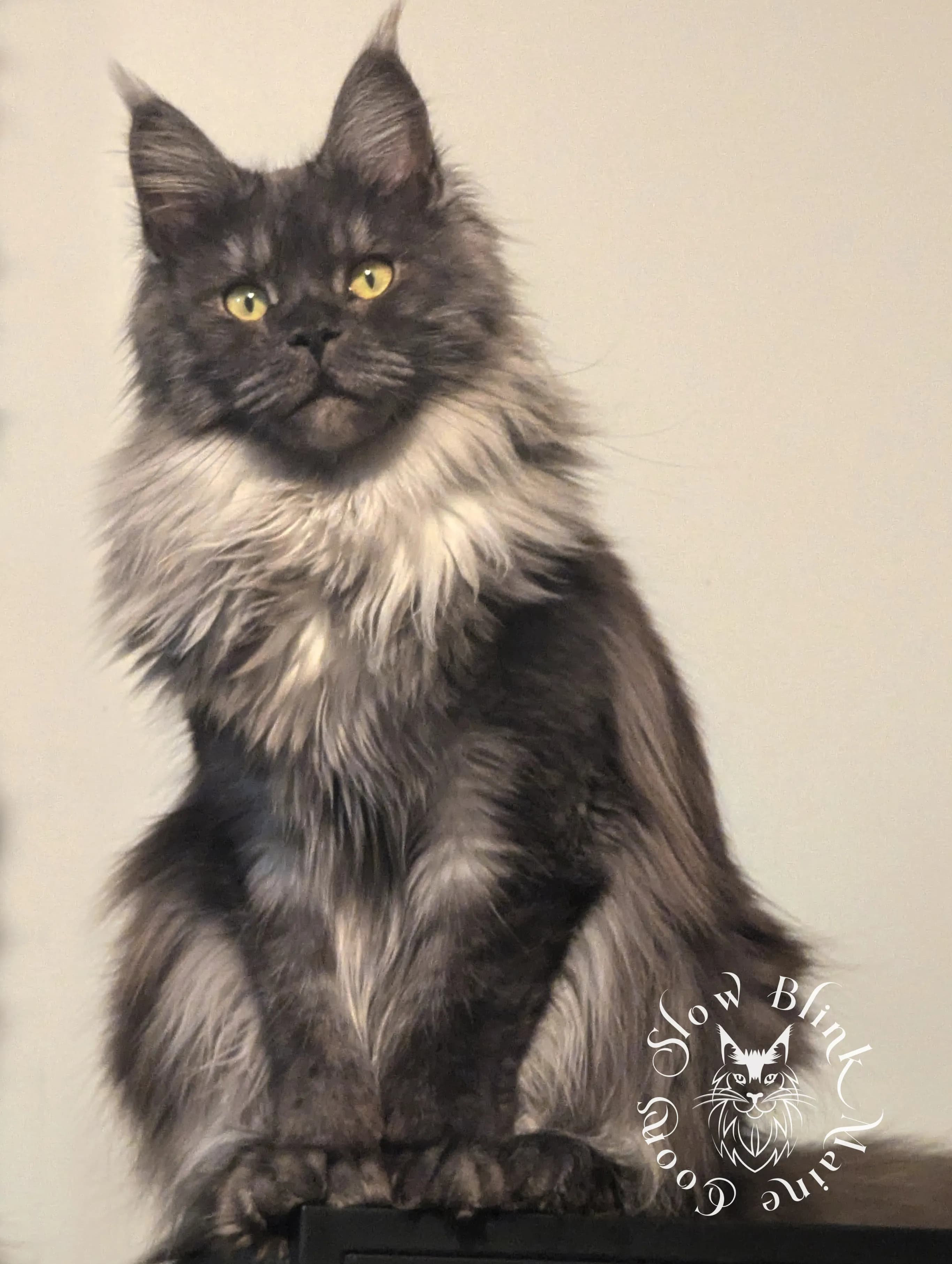 Poly Black Smoke Maine Coon > Maine Coon Cat picture for Asteria